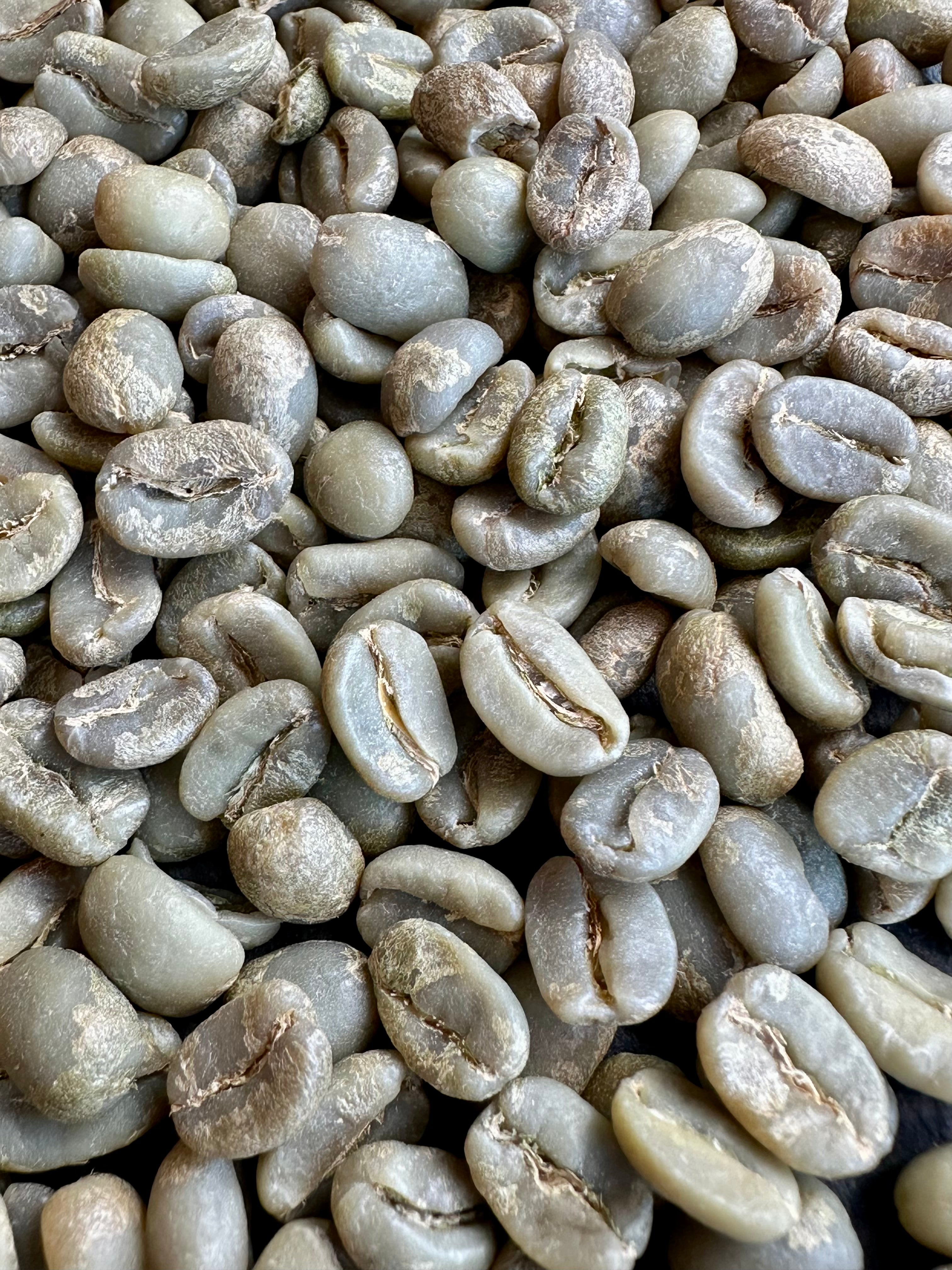 Panama Typica
