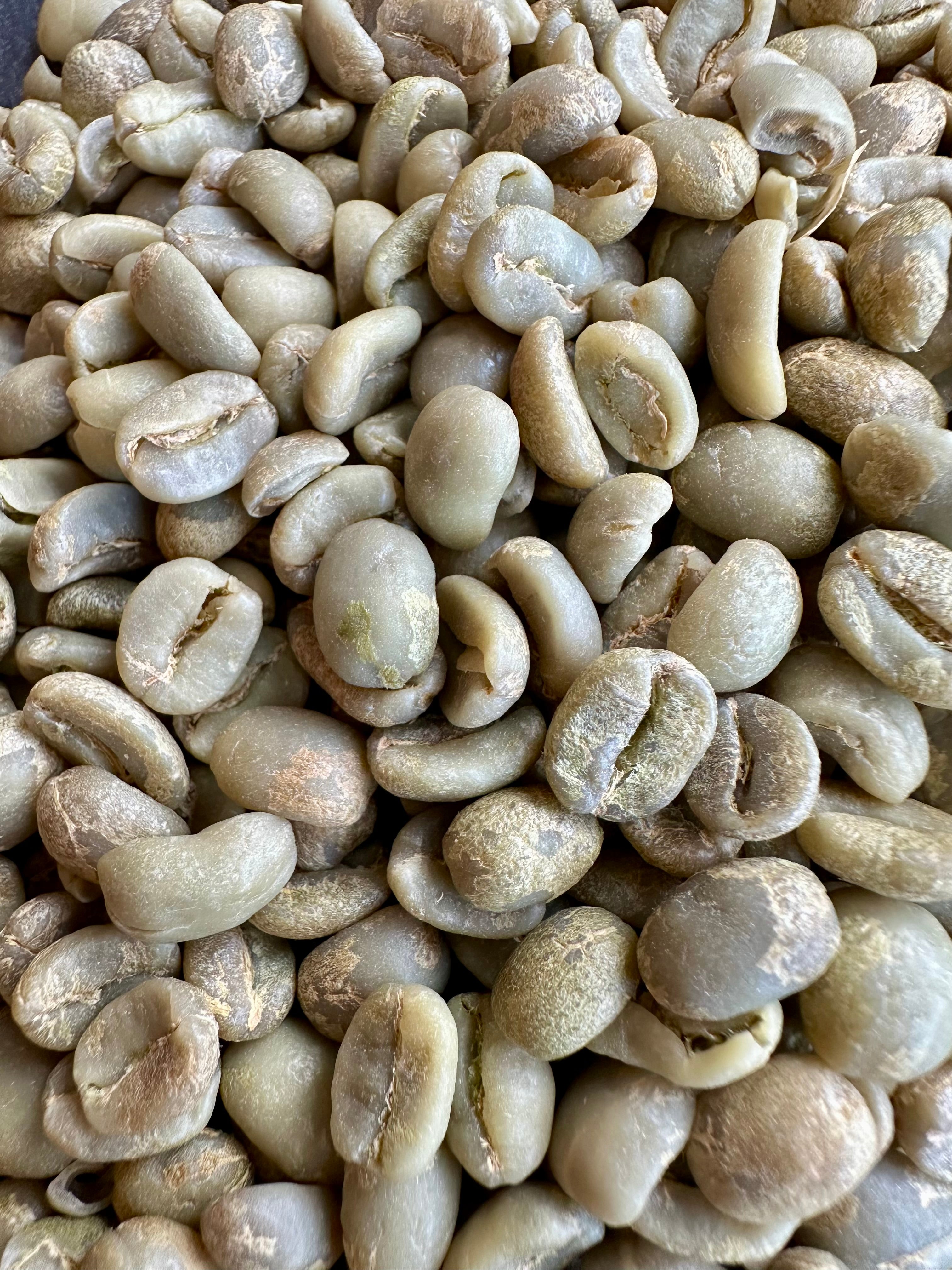Panama Pacamara
