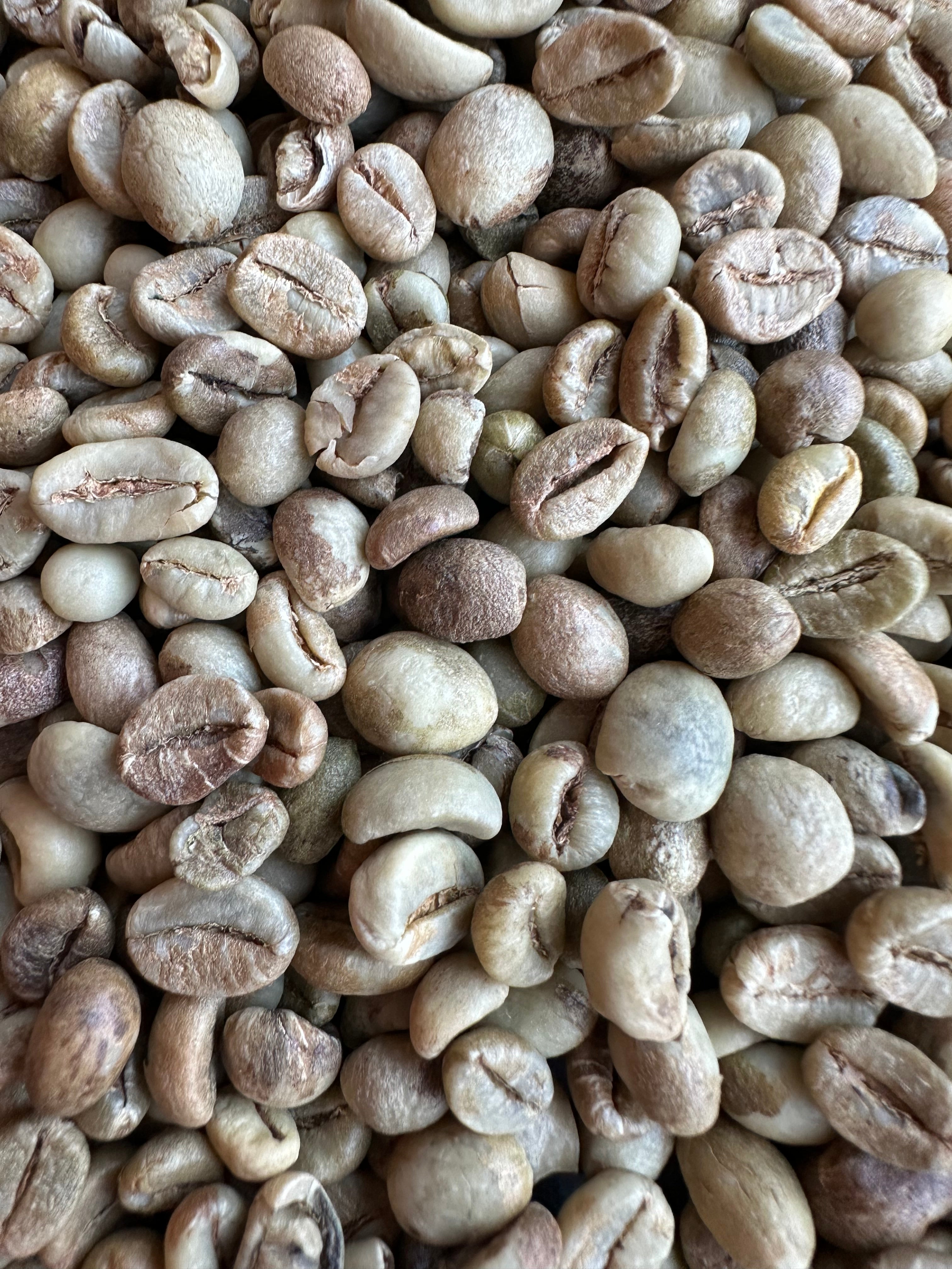Indonézia robusta selected